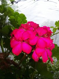 Close-up of pink flower