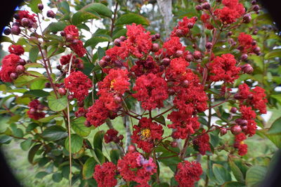 Close-up of red flowers blooming on tree