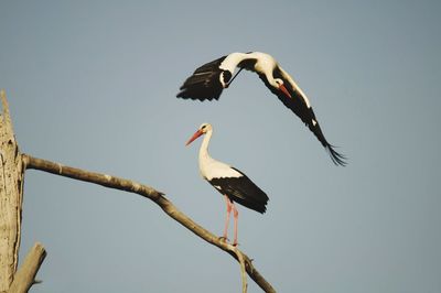 Low angle view of birds flying against sky