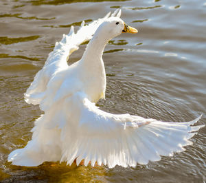 Swan swimming in lake