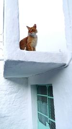 Close-up of cat by window against sky