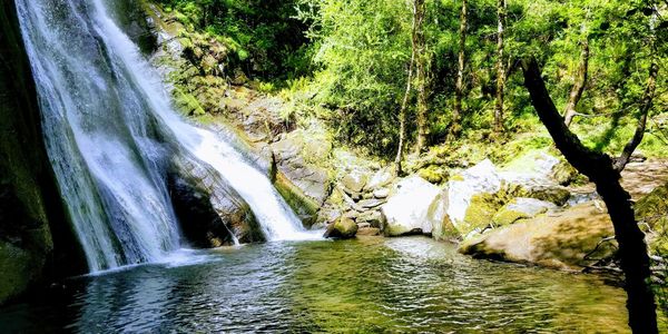Scenic view of waterfall in forest