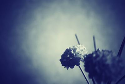 Close-up of flowers blooming against sky