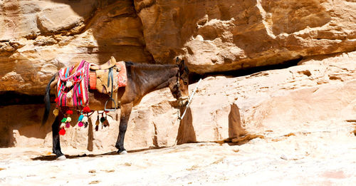 View of an animal on rock