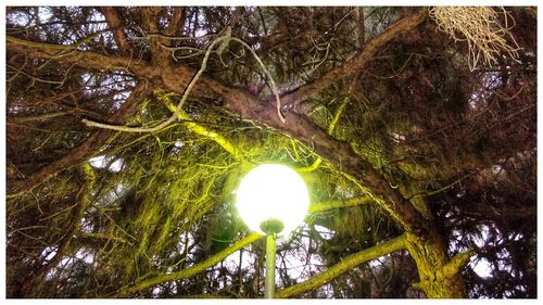 Low angle view of illuminated tree at night