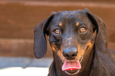 Close-up portrait of a dog