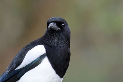 Close-up of bird perching outdoors