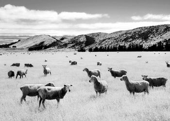 Flock of sheep on field against sky