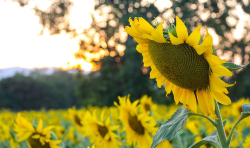 Close-up of yellow flowering plant on field