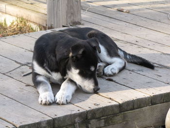 Close-up of dog relaxing on wood