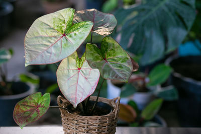 Close-up of potted plant