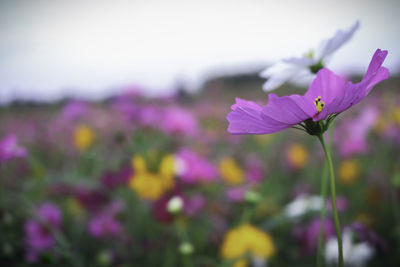 Close-up of pink flowering plant on field