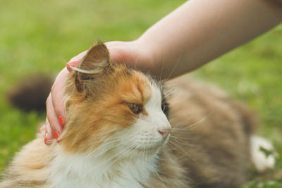 Close-up of cat