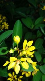 Close-up of yellow flower