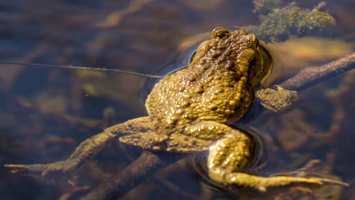 Swimming toad