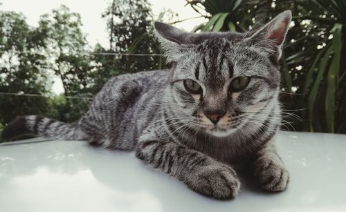 Close-up portrait of a cat