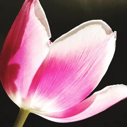 Close-up of pink flower blooming against black background