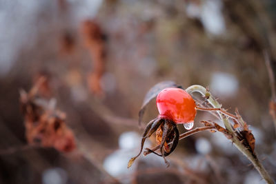 Close-up of rose hip outdoors