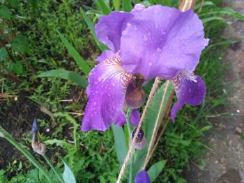 Close-up of purple flower blooming outdoors