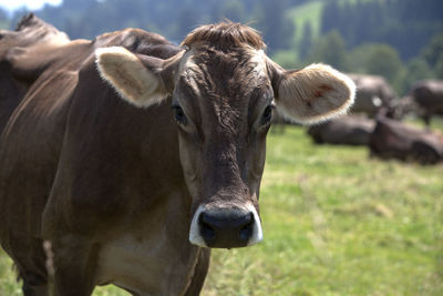 Portrait of a high yielding cow on a meadow in bavaria, germany