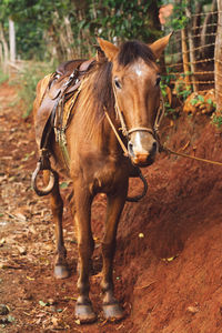 Horse standing in ranch