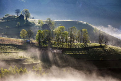 Scenic view of trees on field against sky