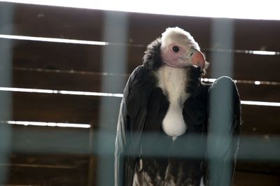 Close-up of owl in cage