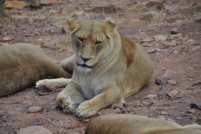 Close-up of lion relaxing outdoors