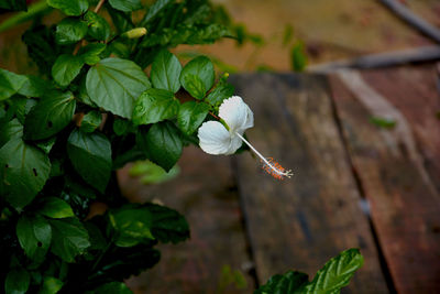 Close-up of white flowering plant leaves