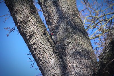 Low angle view of insect on tree trunk against clear sky
