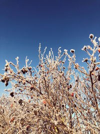 Low angle view of cherry blossom against clear blue sky