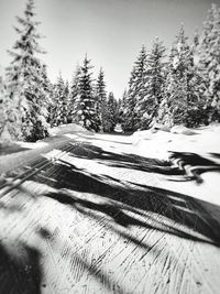 Snow covered trees against sky