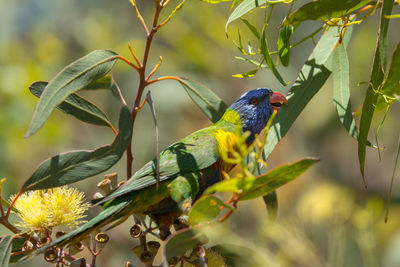 Bird perching on a plant