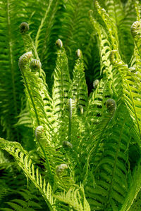 Close-up of fern leaves