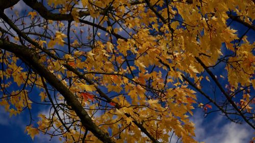 Low angle view of tree against sky during autumn