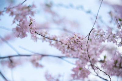 Low angle view of cherry blossom tree