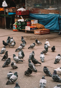 High angle view of birds