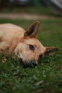 Close-up of dog lying on field