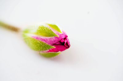 Close-up of water drop on white background