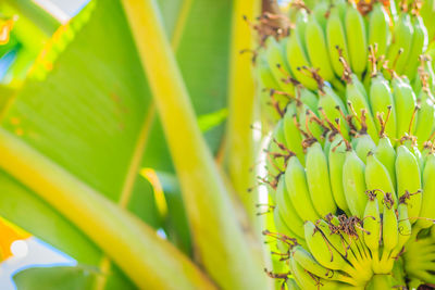 Close-up of yellow fruit growing on plant