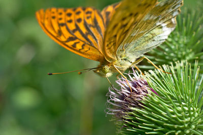 Close-up of butterfly pollinating on flower