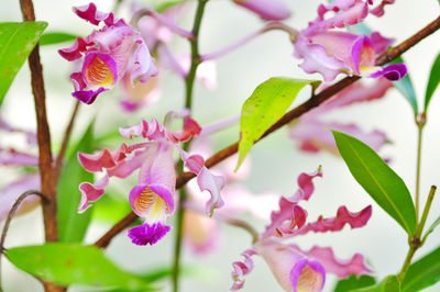 Close-up of pink flowering plant