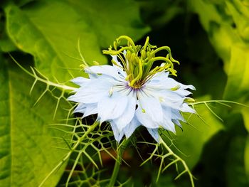 Close-up of flower