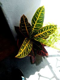 High angle view of potted plant against wall