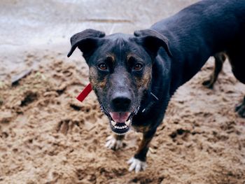 Portrait of a dog