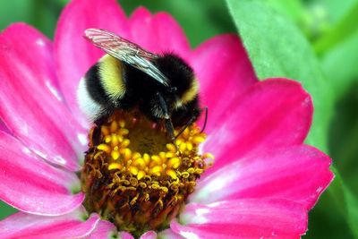 Close-up of bee pollinating on pink flower