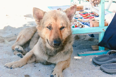 Portrait of dog sitting outdoors