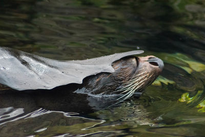 High angle view of duck swimming in lake