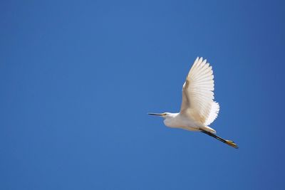 Low angle view of egret flying against clear blue sky