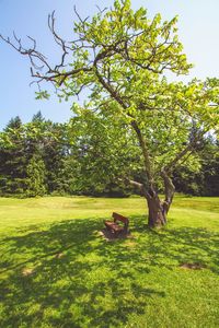 Scenic view of grassy field against sky